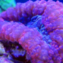 brain coral lobophyllia corymbosa