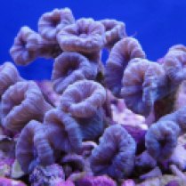 candy cane coral caulastraea