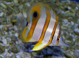 copperband_butterfly_fish A