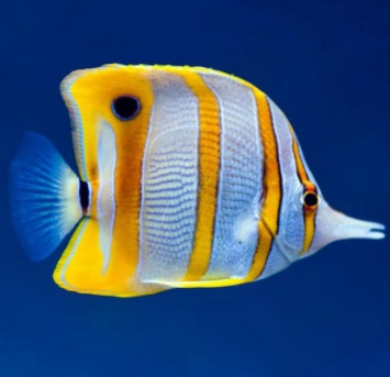 copperband_butterfly_fish