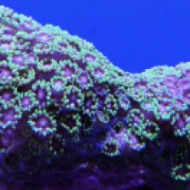green branch coral_goniopora sp 1