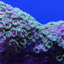green branch coral_goniopora sp