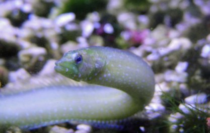 green eel goby