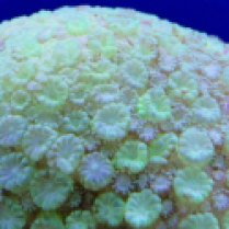 green lemon coral_goniopora sp.