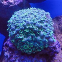 jewel pot coral-goniopora lobata