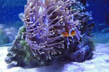 percula in anemone