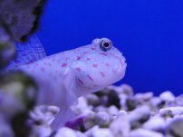 Pink Spot Goby