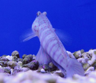 pink spot goby