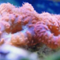 pipe coral 1