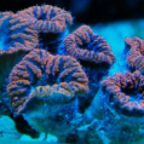 pipe coral