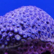 purple lemon coral