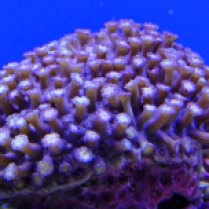 purple lemon coral_goniopora stokesi