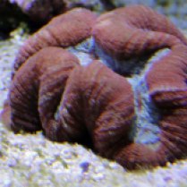 Spiny Brain Coral, Lobophyllia sp.