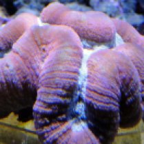 Spiny Brain Coral, Lobophyllia spa.