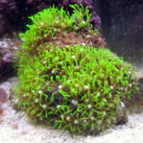 star Polyps Green-Clavularia